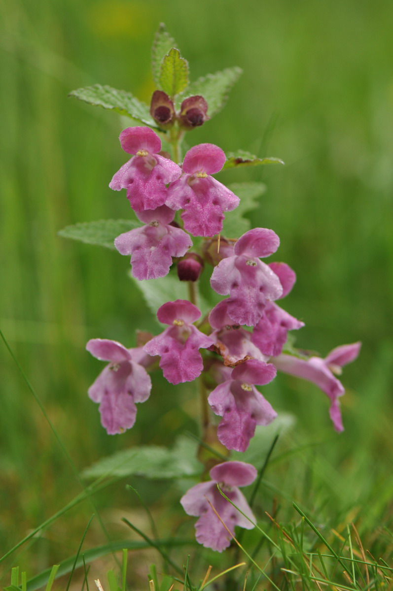 Melittis melissophyllum